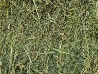 Lucerne For Sale - Small Bales (For Sale) — Foto 5