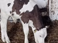 Bovinos (lote, sexo não especificado), Russian Black pied cattle — foto 1