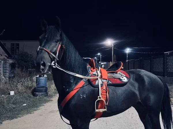 公马, Horses