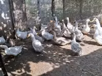 Ducks — Foto 4