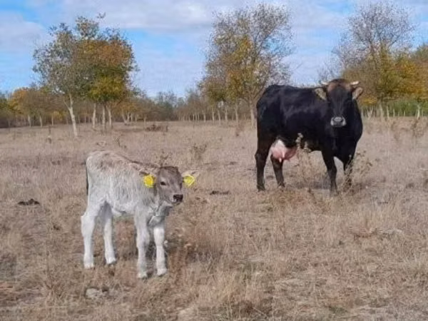 गाय, भूरी कार्पातियन नस्ल
