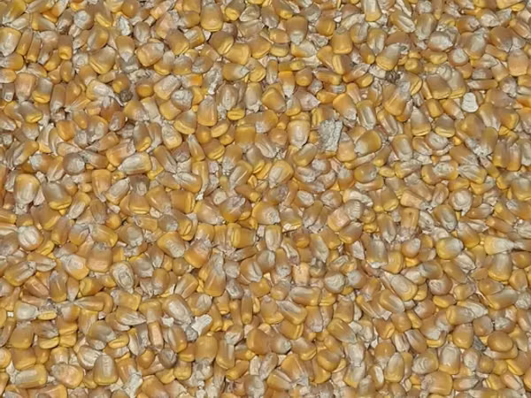 Продам кукурузу сухая. Сорт пионер