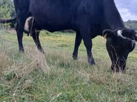 Vaca, Russian Black pied cattle — foto 3