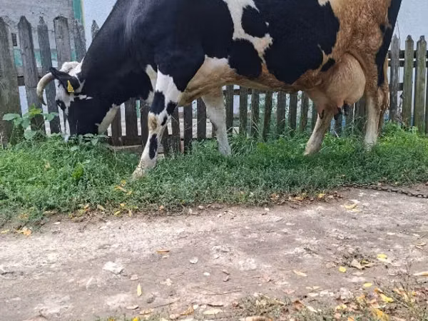İnək, Russian Black pied cattle