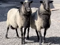 Berbec, Romanov sheep — foto 1