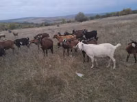 Capră, Capre — foto 1