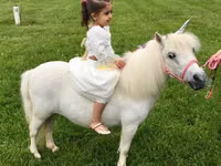 Iapă, Miniature horse — foto 7