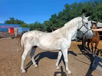 公马, Lipizzaner — 照片 3