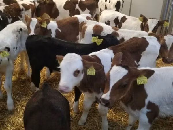 Bull, Limousin cow
