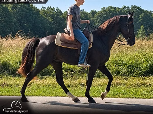 حصان, Tennessee Walking Horse