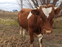 Bulle, Simmental cattle — Foto 1
