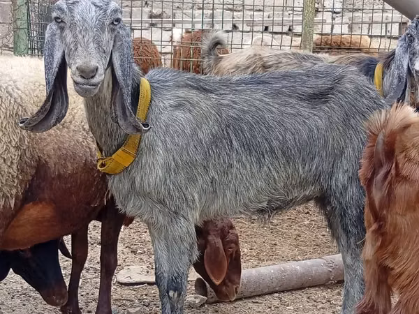 Echki, Damask goat