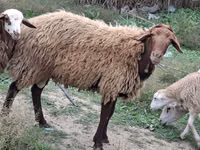 公羊, Sheep — 照片 4