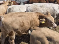 公牛, Limousin cow — 照片 8