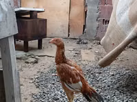 Chickens — फ़ोटो 2