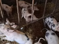 Schweine (Partie, Geschlecht nicht angegeben) — Foto 4
