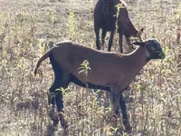 Ovelha, Cameroon sheep — foto 2