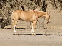 Cal, Quarter Horse — foto 2