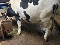 بقرة, Russian Black pied cattle — الصورة 1