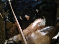 Cabras (lote, sexo no especificado), Cabras — foto 4