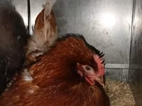 Chickens — photo 1