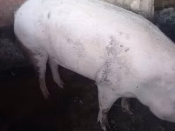 Vier, Porci