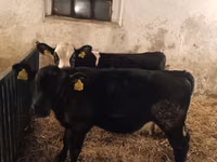 Buqa, Russian Black pied cattle — 2-rasm
