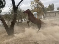 公马, Horses — 照片 2