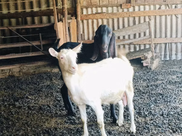 Țap, Kamori goats