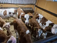 Buqa, Simmental cattle — 2-rasm