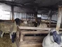 Bélier, Ile-de-France sheep — photo 8