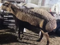 Ovelhas (lote, sexo não especificado), Ovelhas — foto 3