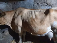 Kuh, Simmental cattle — Foto 1