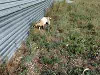 Cabra, Alpine goat — foto 8