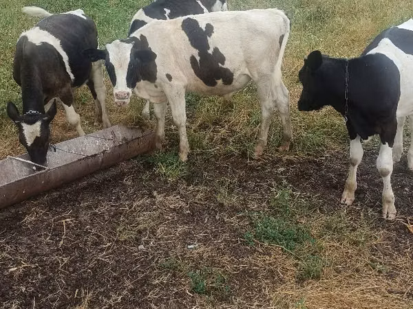 Bou, Russian Black pied cattle
