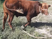 Bull, Cattle — photo 2