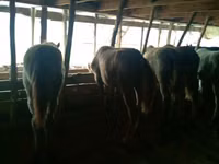 Caballos (lote, sexo no especificado), Caballos — foto 2