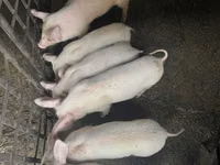 नर सूअर — फ़ोटो 3