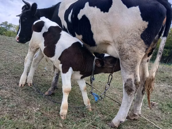 Kuh, Russian Black pied cattle — Republik Moldau