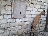 Capră, Italian Alpine goat — foto 3