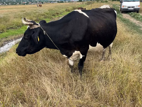 Vache, Russian Black pied cattle