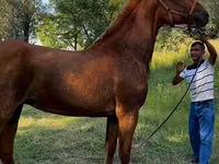 Iapă, Skyros Pony — foto 1
