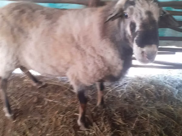Berbec, Assaf sheep