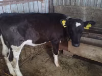 بقرة, Russian Black pied cattle — الصورة 2