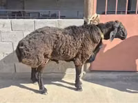 كبش, Hissar sheep — الصورة 2