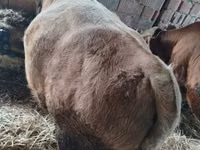 Bulle, Simmental cattle — Foto 3