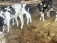 ثور, Russian Black pied cattle — الصورة 1