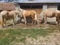 Mare, Horses — photo 3