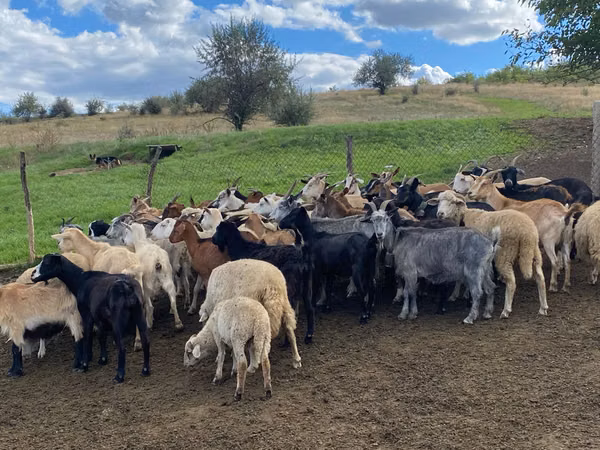 Cabra, Cabras — Moldávia