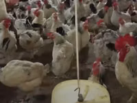 Chickens — 1-rasm
